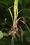 Mosquito bulrush